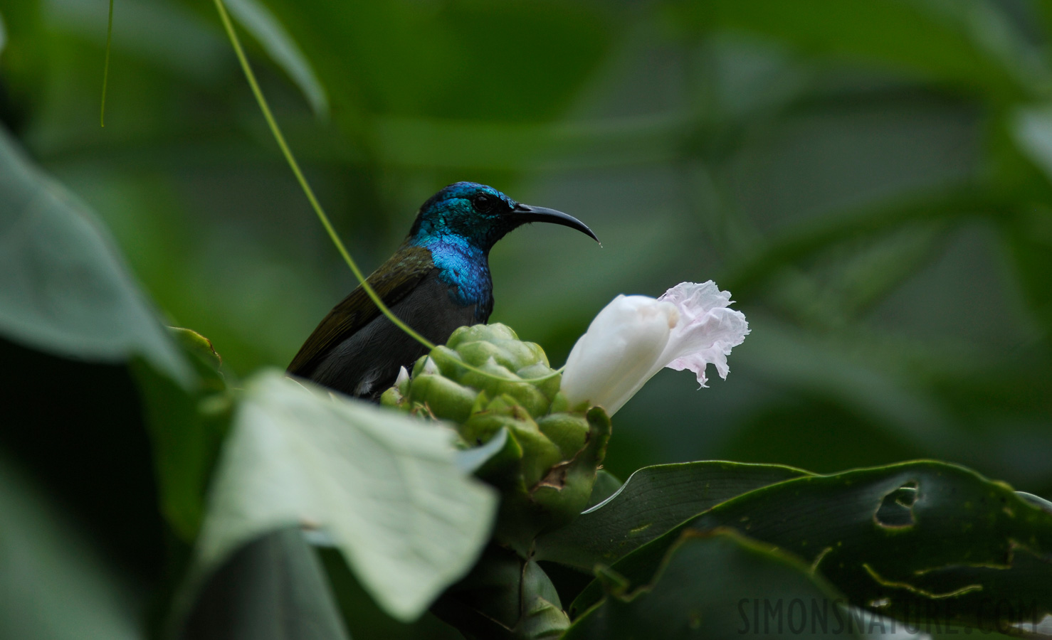 Nectarinia alinae [550 mm, 1/640 sec at f / 5.6, ISO 400]